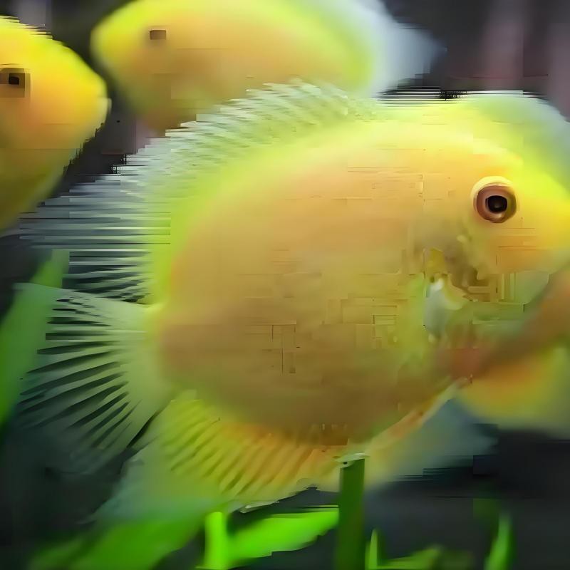 帝王菠蘿魚公母怎么區(qū)分