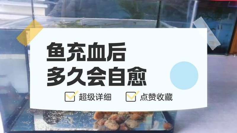 龍魚魚鰭根部充血會自愈嗎？