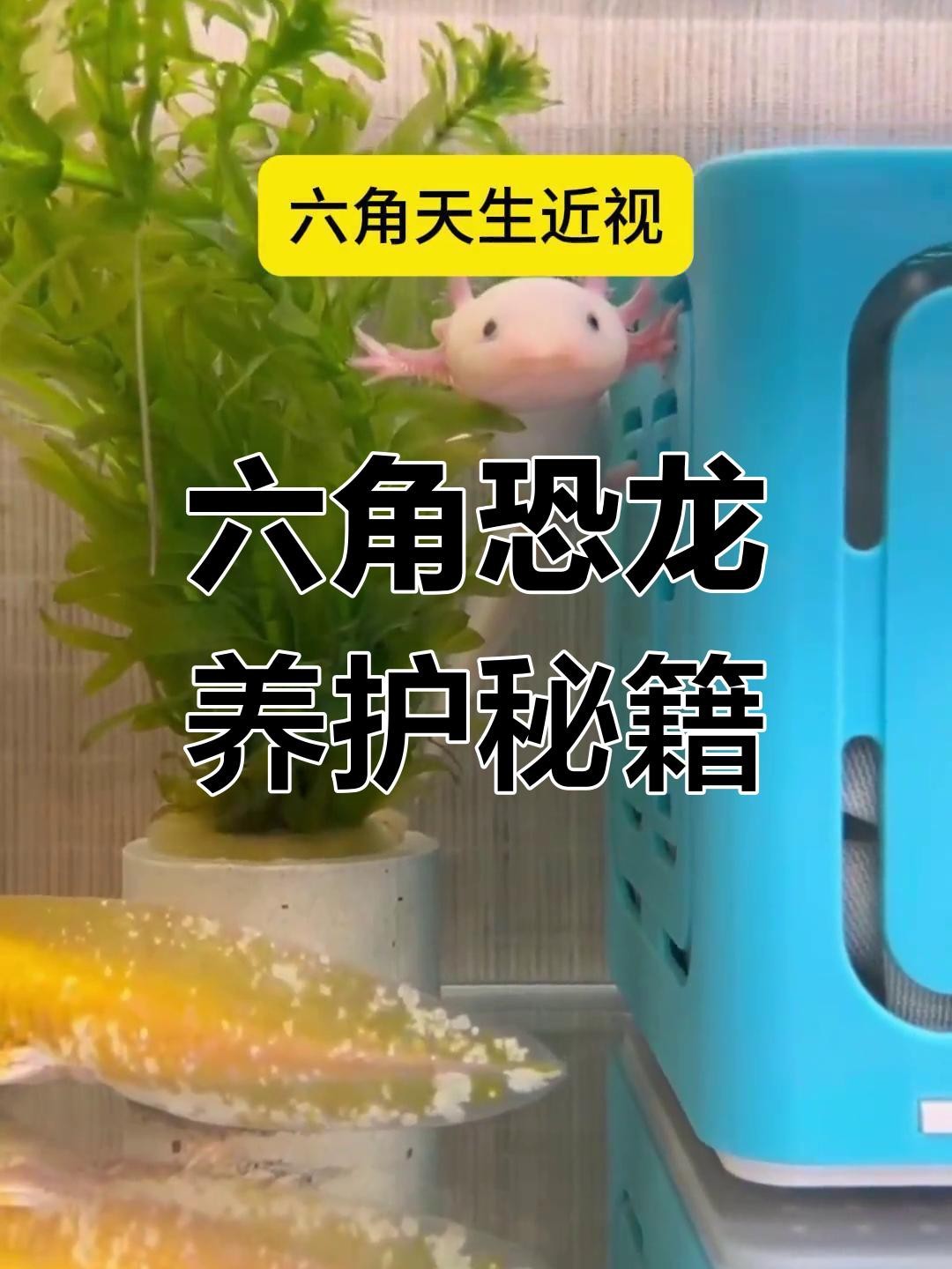 如何科學飼養六角恐龍？ 如何科學飼養六角恐龍？ 龍魚論壇 第4張