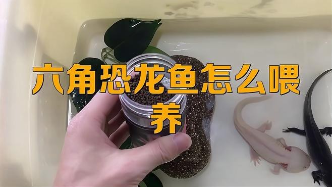 如何科學飼養六角恐龍？ 如何科學飼養六角恐龍？ 龍魚論壇 第6張