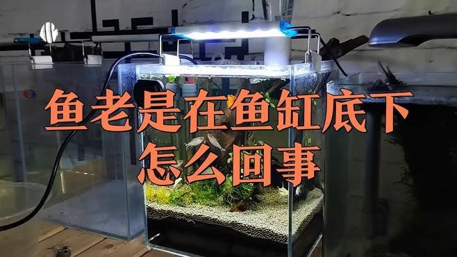 龍魚下沉缸底原因