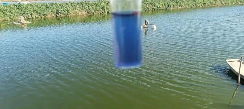 魟魚30度水溫可以嗎 魟魚30度水溫可以嗎 龍魚論壇 第9張
