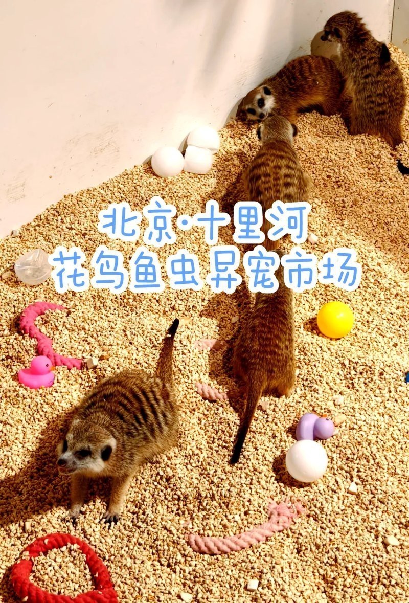 北京賣雷龍魚的地方