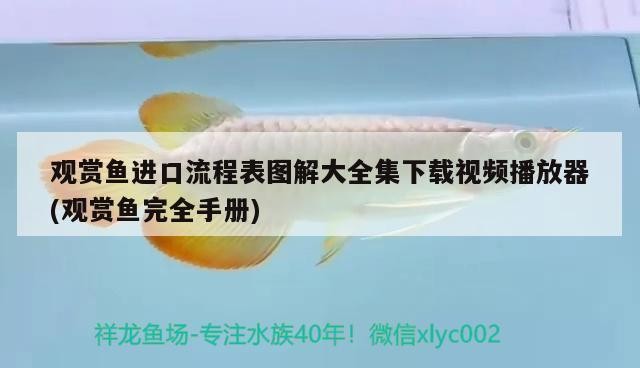 玉林市玉州區明杰金魚店