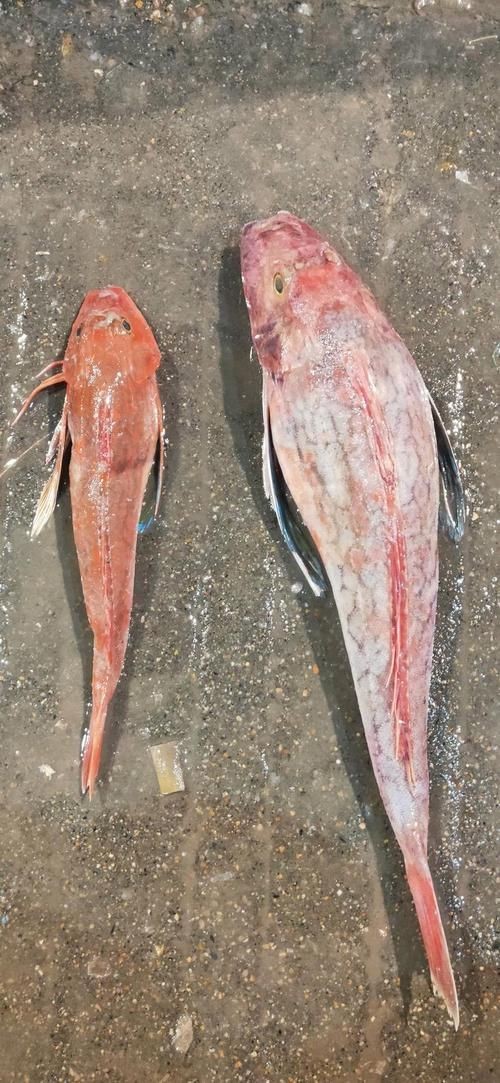 紅頭魚的圖片斤