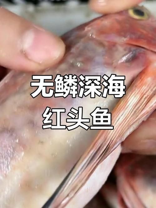 紅頭魚的圖片斤