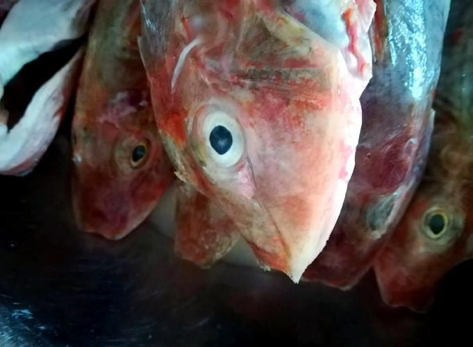 紅頭魚的圖片斤