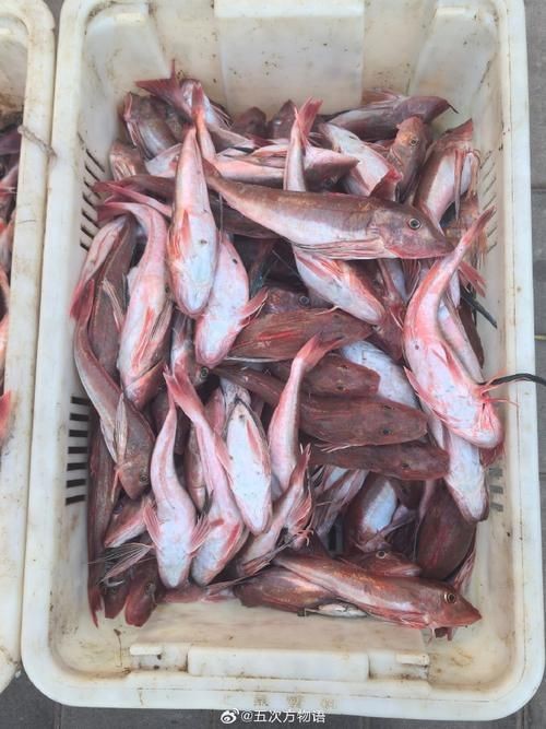 紅頭魚的圖片斤