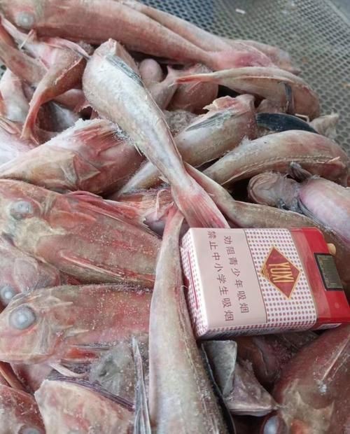 紅頭魚的圖片斤