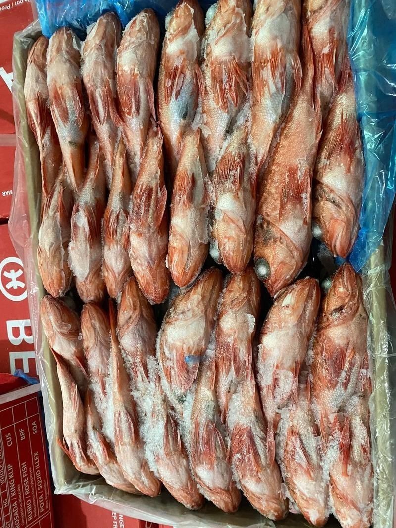 紅頭魚的圖片斤