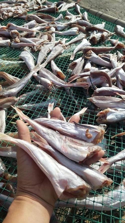 紅頭魚的圖片斤