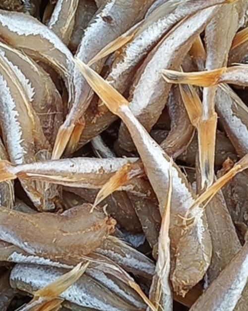 紅頭魚的圖片斤