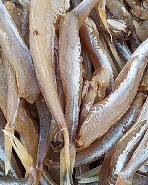 紅頭魚的圖片斤