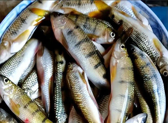 淡水石斑魚能吃嗎