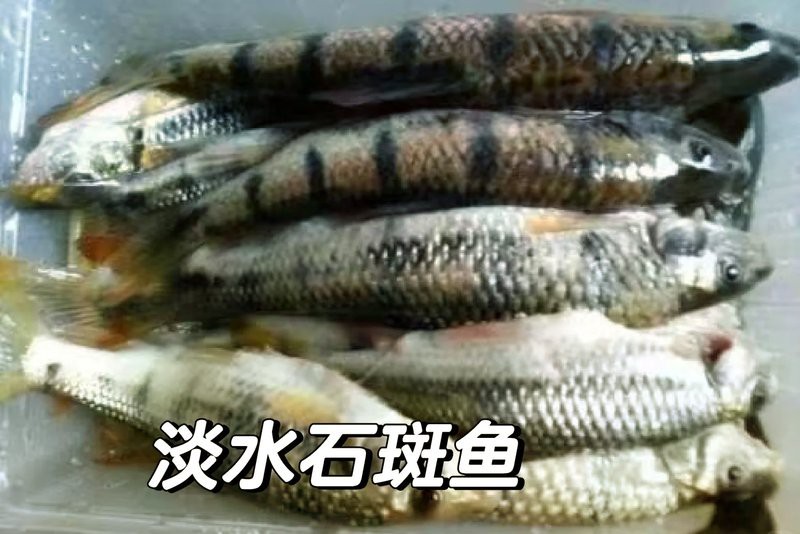 淡水石斑魚能吃嗎