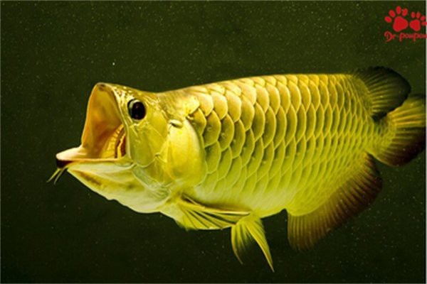 金龍魚外凸最怕三個(gè)東西