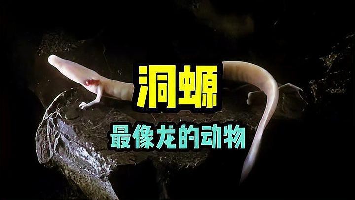 洞螈和蠑螈哪個像龍