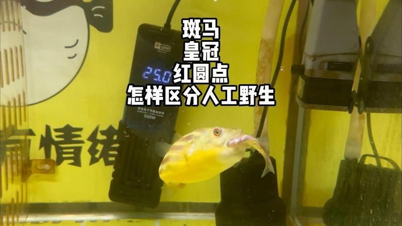 紅圓點狗頭野生和人工區別
