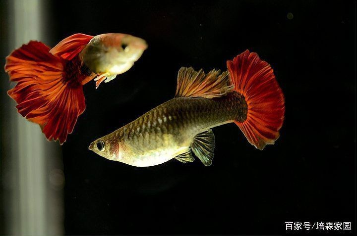 火炬魚是孔雀魚嗎