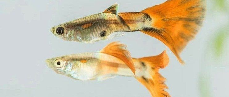 火炬魚是孔雀魚嗎