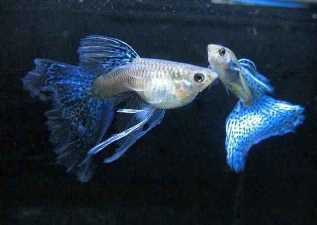 火炬魚是孔雀魚嗎