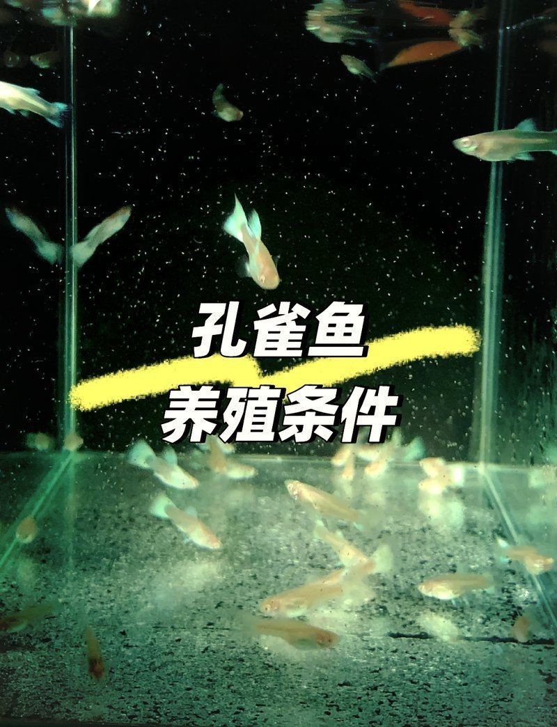 火炬魚是孔雀魚嗎