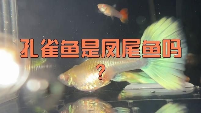 火炬魚是孔雀魚嗎