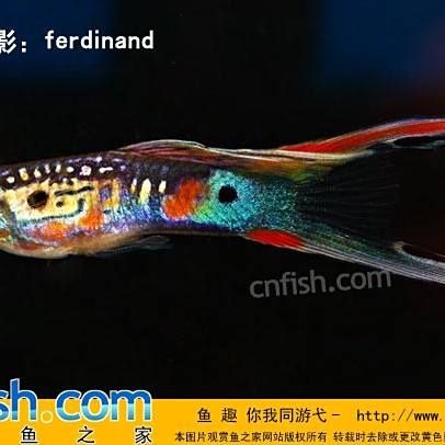 金龍魚未來市場份額趨勢如何？，金龍魚在中國食用油市場占據絕對主導地位占據絕對主導地位