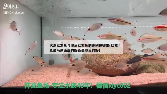 頂級金龍魚世界賽冠軍是誰（