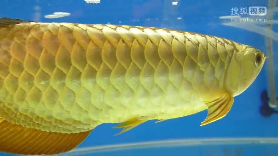 給我一些50公分高背金龍魚的圖片