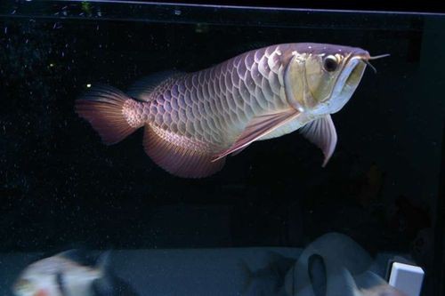 給我一些50公分高背金龍魚的圖片