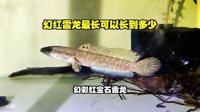 幻彩紅寶石雷龍魚(yú)能長(zhǎng)多大