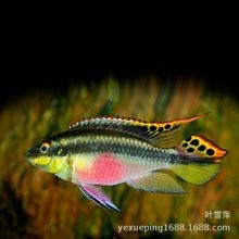 翡翠鳳凰魚多少錢一斤