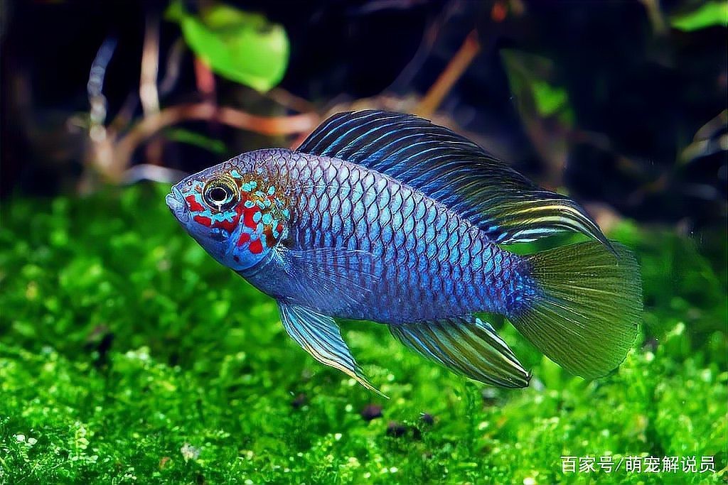 翡翠鳳凰魚多少錢一斤