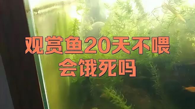 龍魚(yú)20天不吃食會(huì)死嗎？