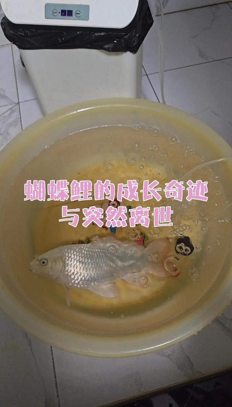 蝴蝶鯉突然死亡