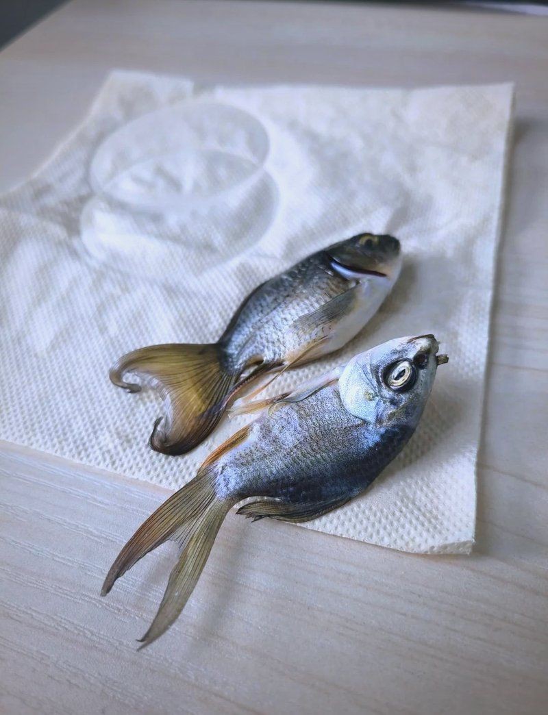 蝴蝶鯉突然死亡