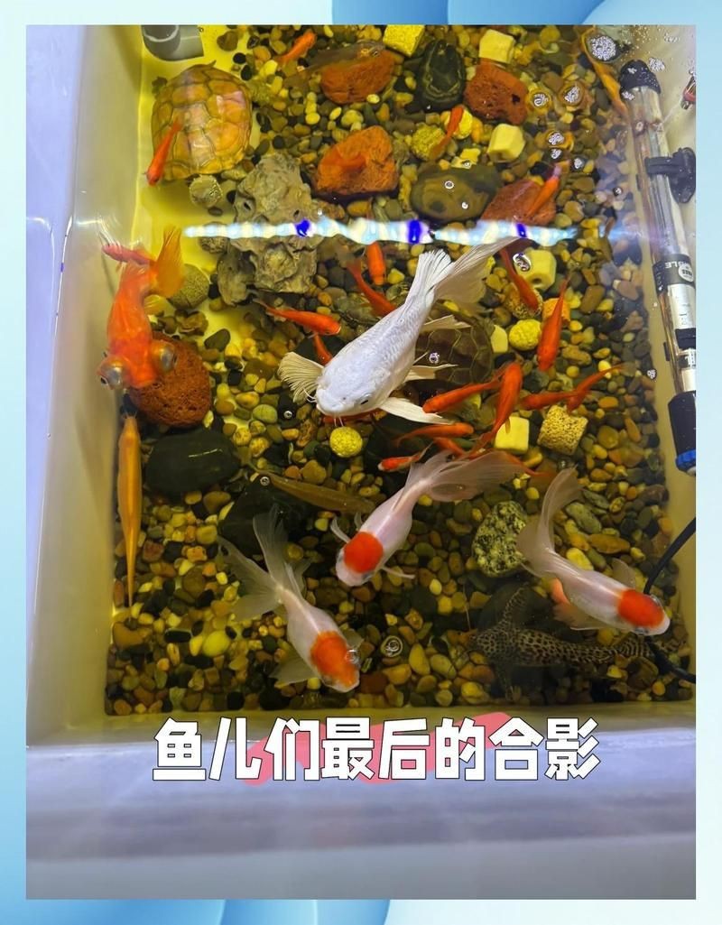 蝴蝶鯉突然死亡