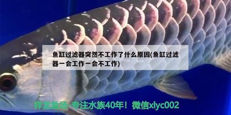 東莞市莞城大頭魚(yú)水族店