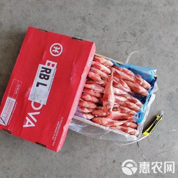 虎頭魚多少錢一斤