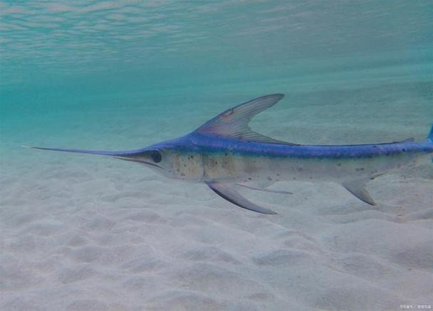 淡水劍魚圖片