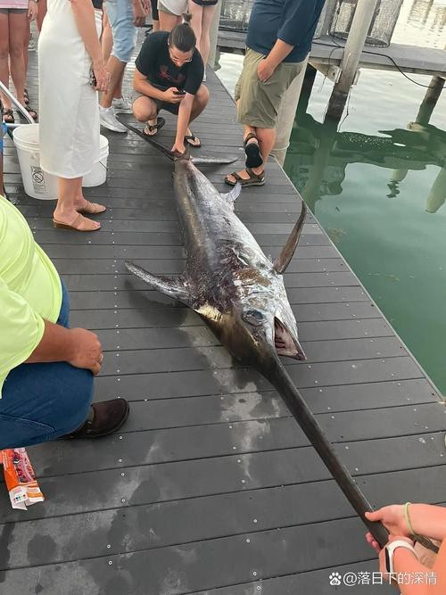 淡水劍魚圖片