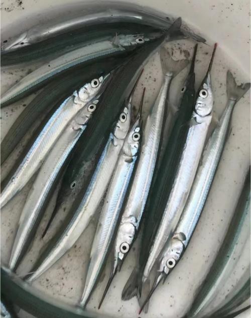 淡水劍魚圖片