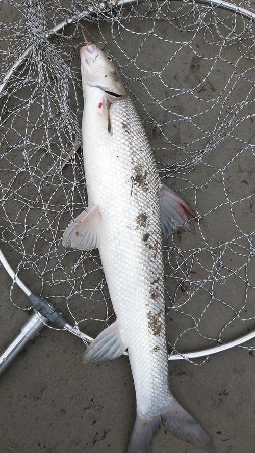 淡水劍魚圖片
