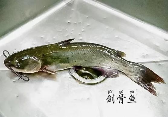 淡水劍魚圖片