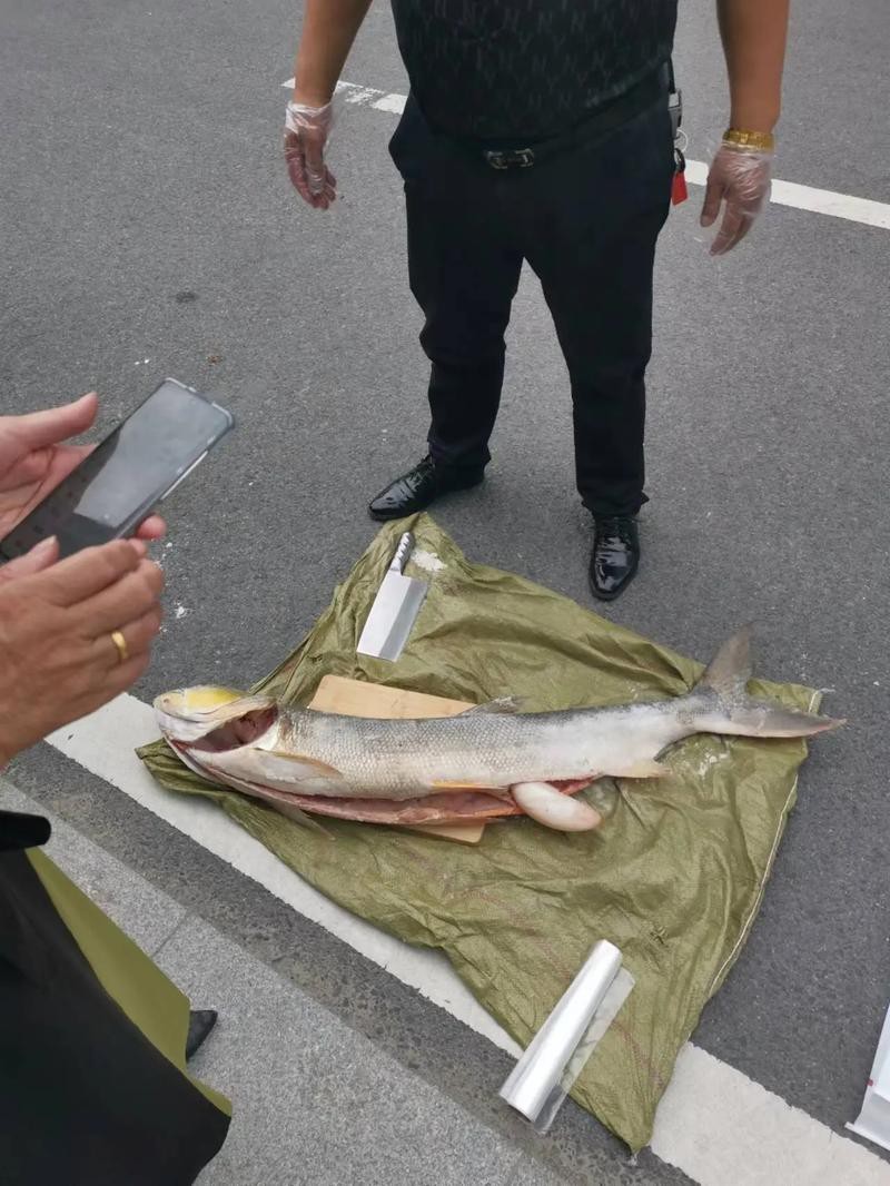 淡水劍魚圖片