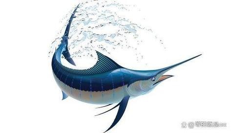 淡水劍魚圖片