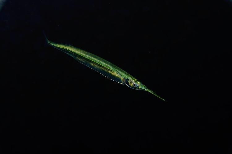 淡水劍魚圖片