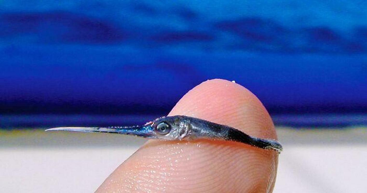 淡水劍魚圖片