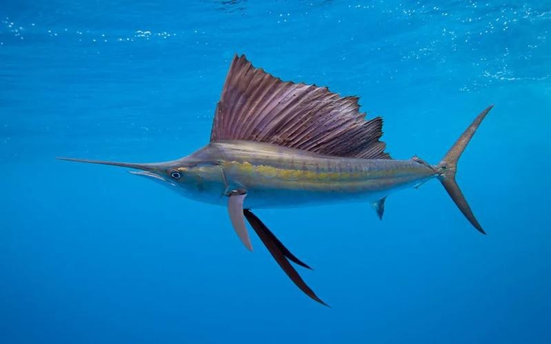 淡水劍魚圖片